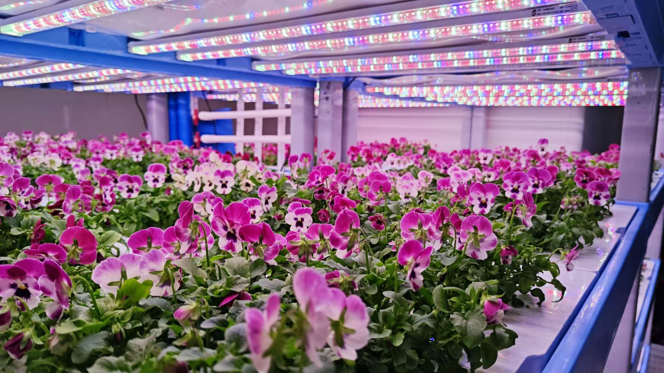 Vertical farm con fiori eduli, Cina