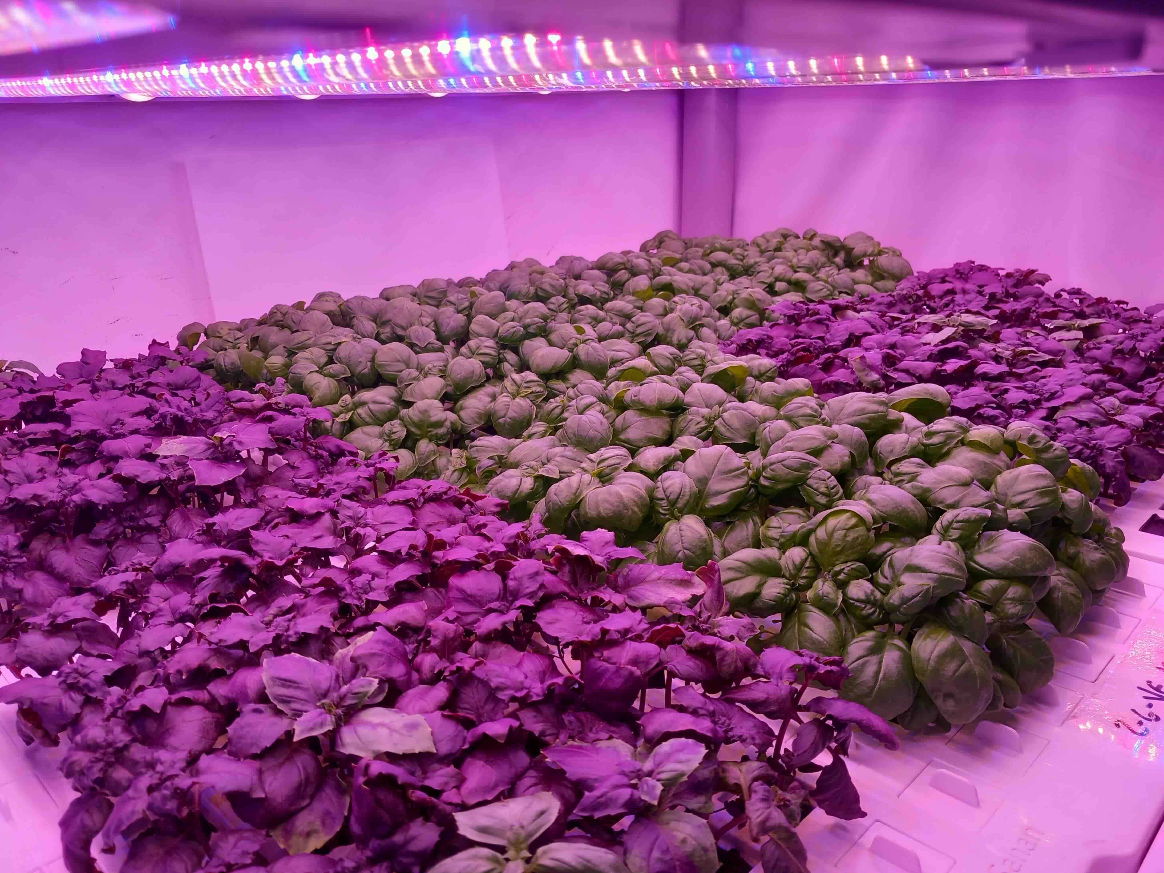 Coltivazione del basilico in una Vertical Farm