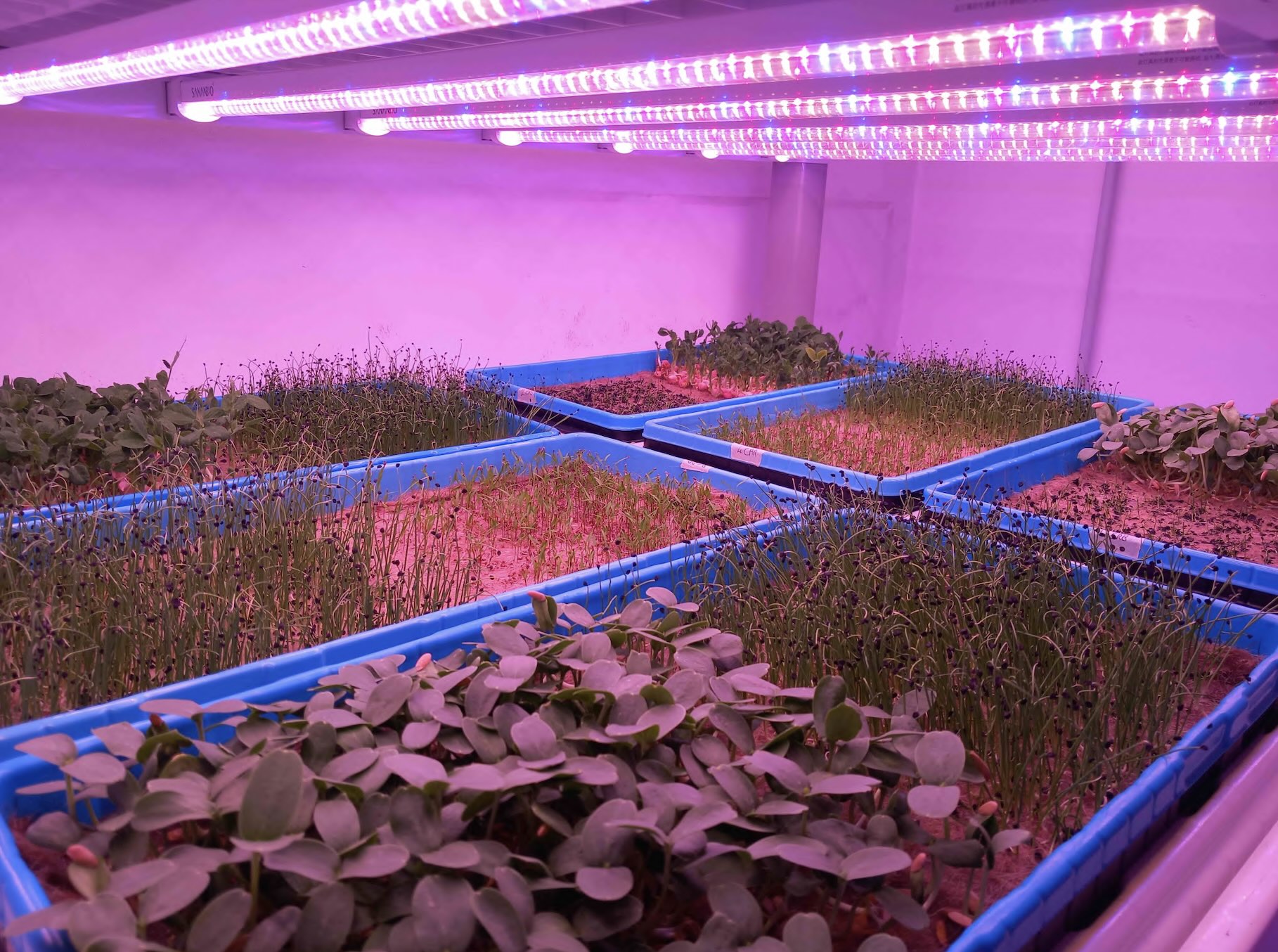 Prova di coltivazione in Vertical Farm dei Microgreens