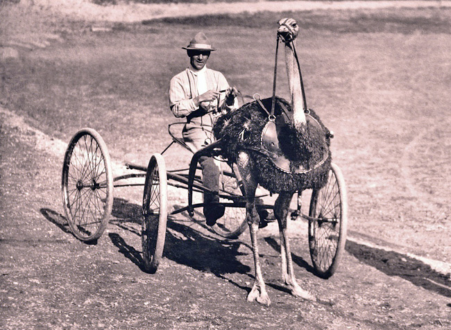 ostrich racing