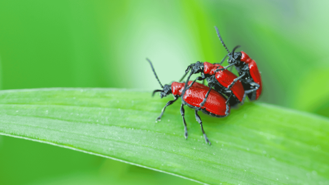 Accoppiamento tra insetti