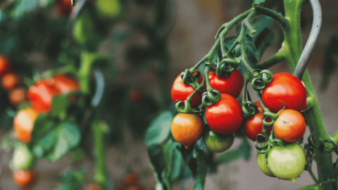 Foto di una pianta di pomodori